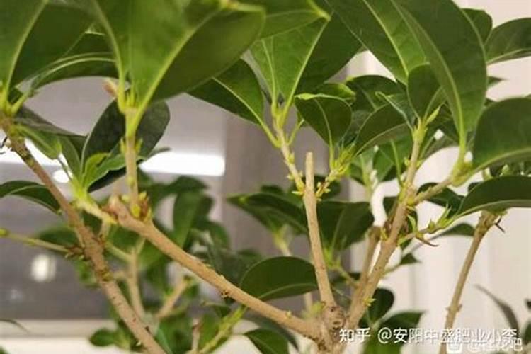 桂花树需要上什么肥料