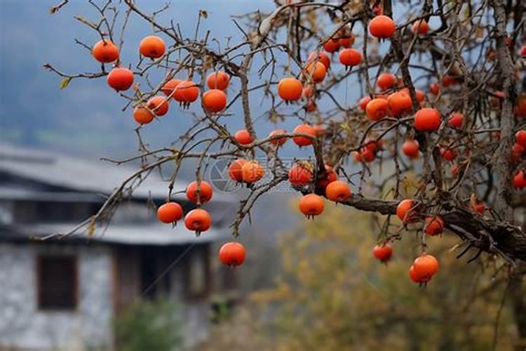 柿子树需要休眠多长肘间？