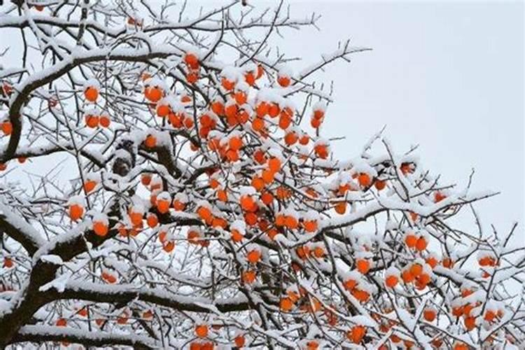 柿子树栽种方法 柿子树如何种植