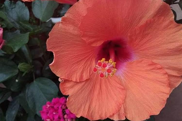 扶桑花施什么肥最好