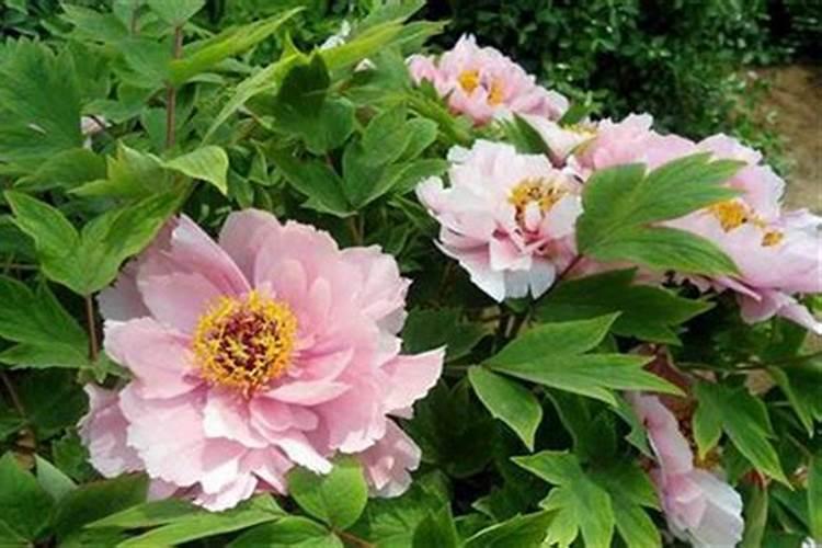 牡丹施肥用什么肥料