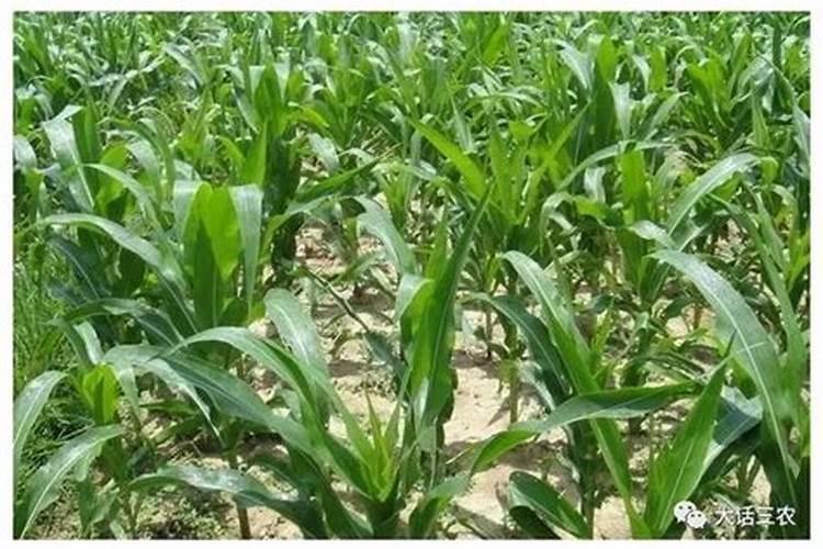玉米用复合肥好还是掺混肥好