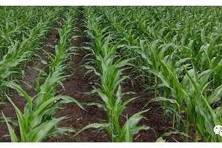 玉米用掺混肥好还是用复合肥好