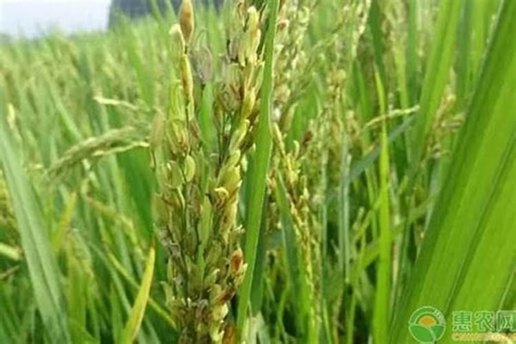 水稻旱青立病是什么原因造成的有什么办法补就？