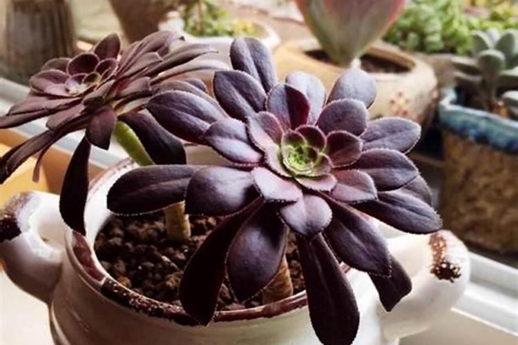 多肉黑法师怎么施肥,4个步骤教你施出美丽的黑法师