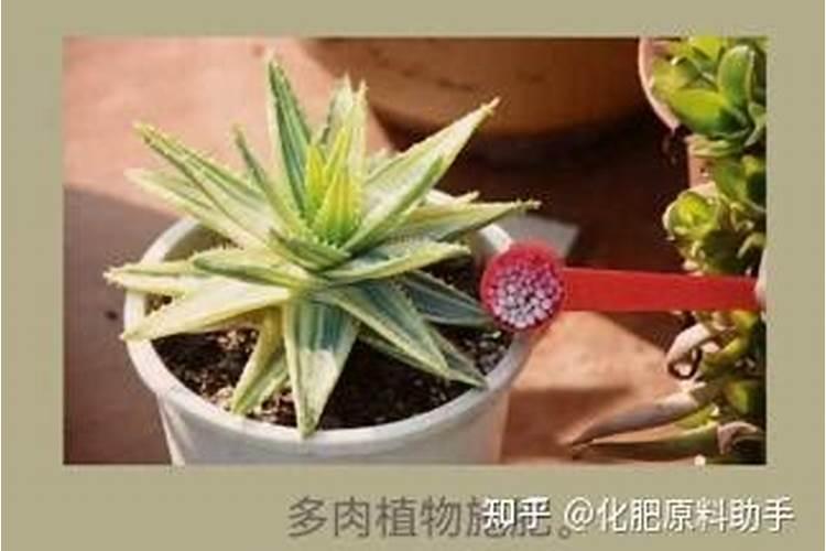 怎样给多肉施肥
