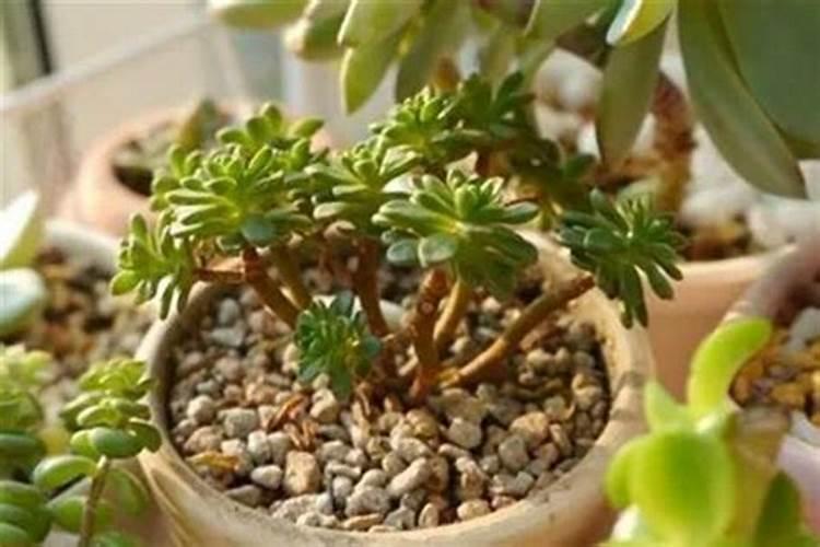 多肉能不能用叶面肥浇水？