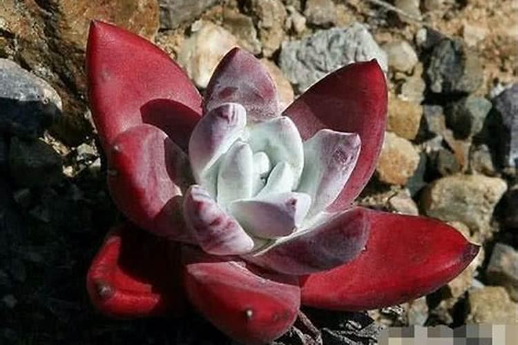 让多肉叶片肥厚施什么肥？