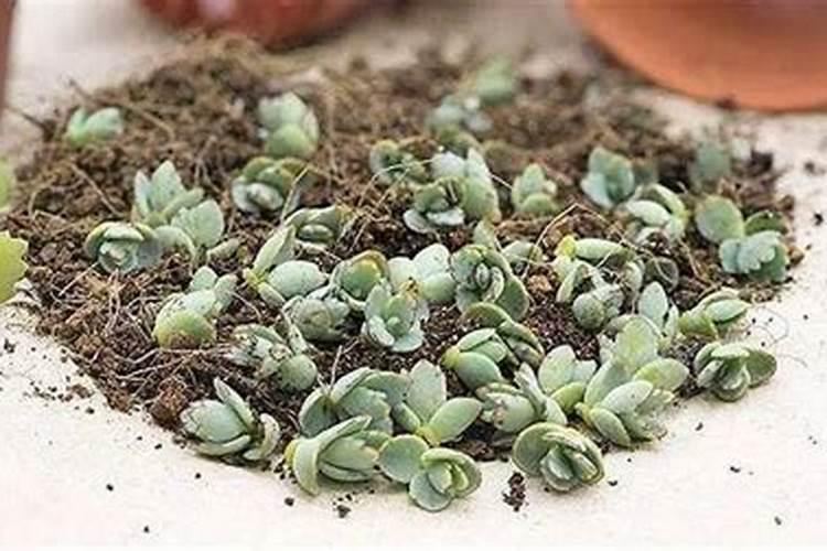 多肉植物施肥方法是什么 有哪些注意事项