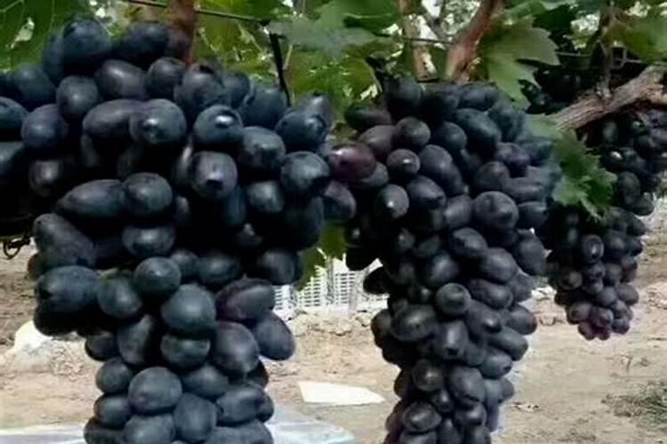 硅肥对葡萄的作用及使用方法