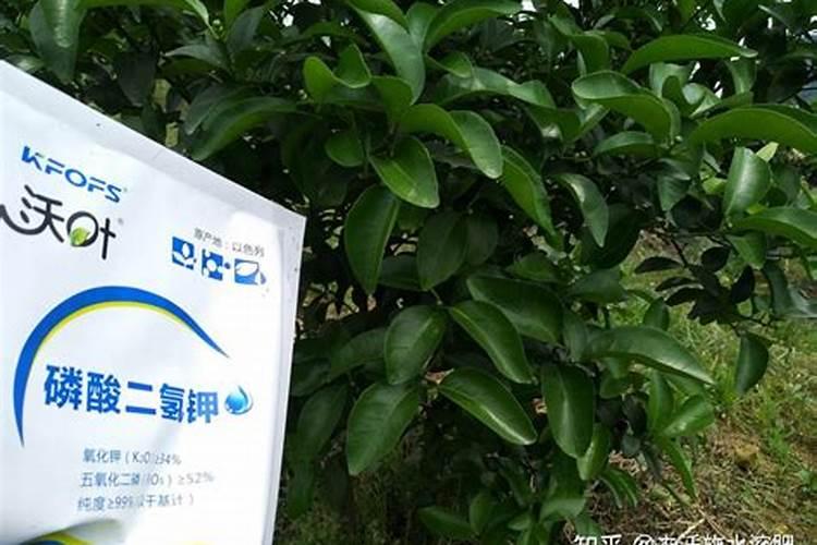 桔子树可以打哪些叶面肥施肥？