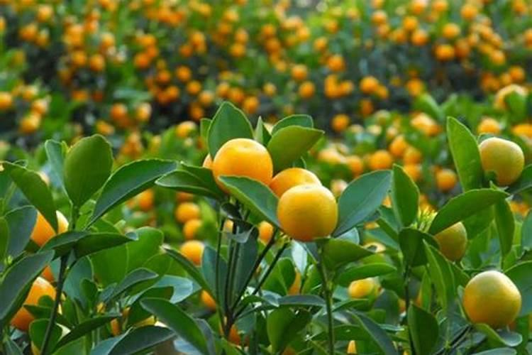 桔子树开花时怎样施肥保果