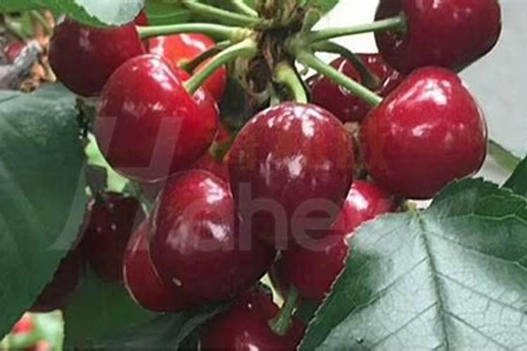 大樱桃什么时间喂钙肥最好？