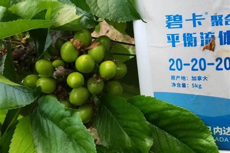 水容肥给果树多久施肥一次