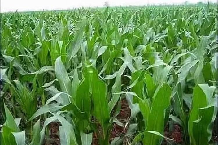 玉米控旺后几天打叶面肥最好？