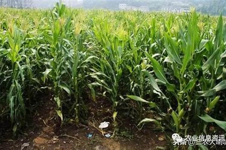 雨水多玉米打控旺后过几天再打点磷酸二氢钾用量多少好