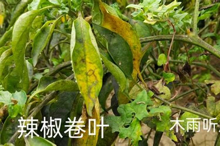 辣椒卷叶是什么病,用什么药