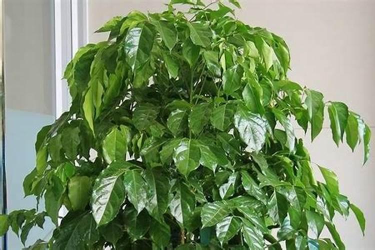 幸福树积水了一个多月掉叶子怎么办怎么抢救？