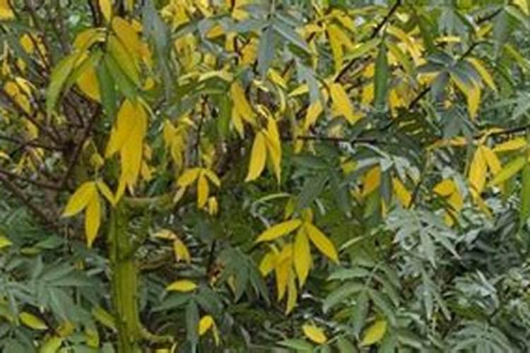 花椒树落叶是什么原因