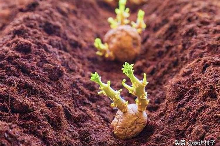 种土豆用复合肥可以吗？