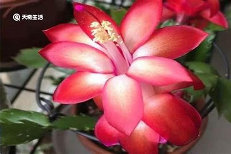 蟹爪兰花芽时如何上肥