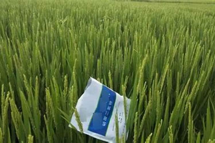 槟榔树什么时候用磷酸二氢钾灌根