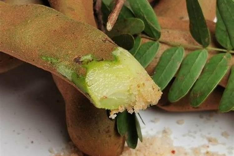 家养的酸角苗冬天突然开始落叶是不是快要死了？