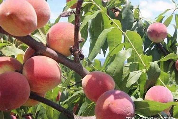 怎样用桃子做叶面肥效果好？