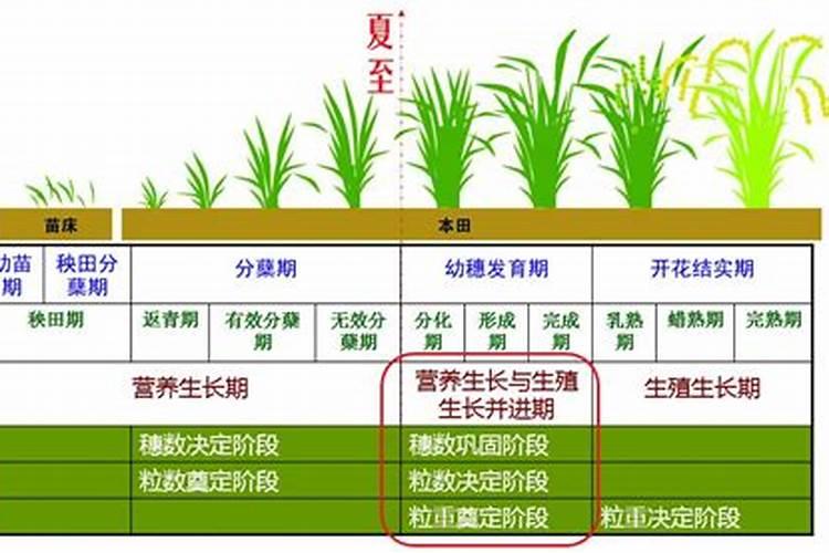 夏至时期早稻怎样追肥