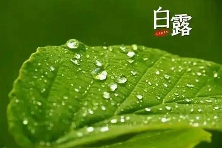 白露节气对农业的影响