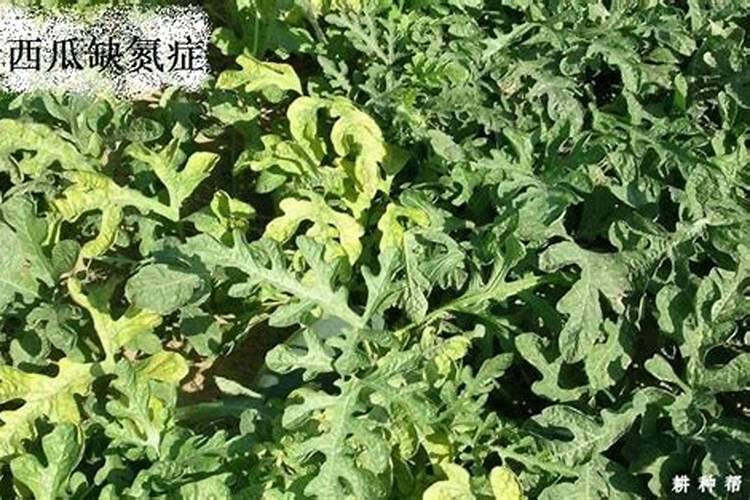 西瓜氮肥过多，坐不住果树怎么办？