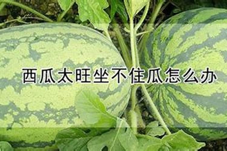 西瓜太旺坐不住瓜怎么办