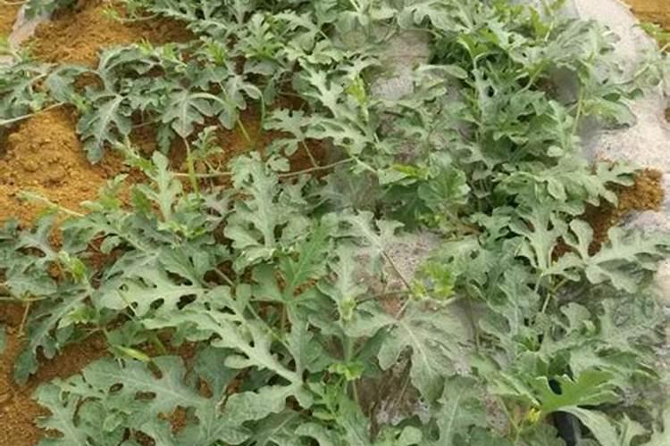 若西瓜坐不住果要怎么进行解决呢