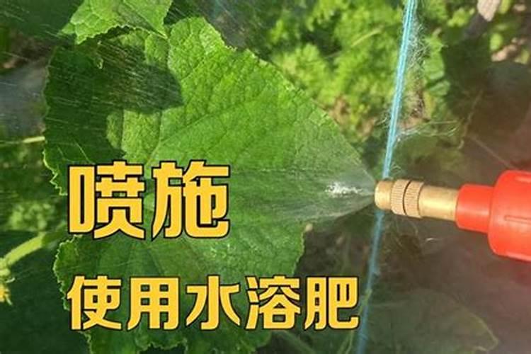 喷施水溶肥几天见效果啊？