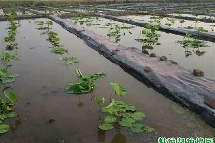 莲子种植后什么时候施肥
