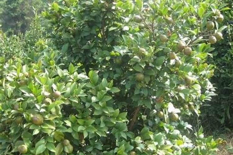 茶油树正在开花时期可以施肥吗？