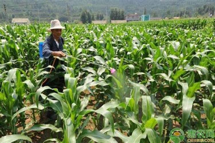 玉米化控打多了怎么办