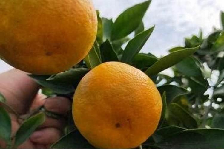 沃柑还可以施高钾肥料吗为什么？