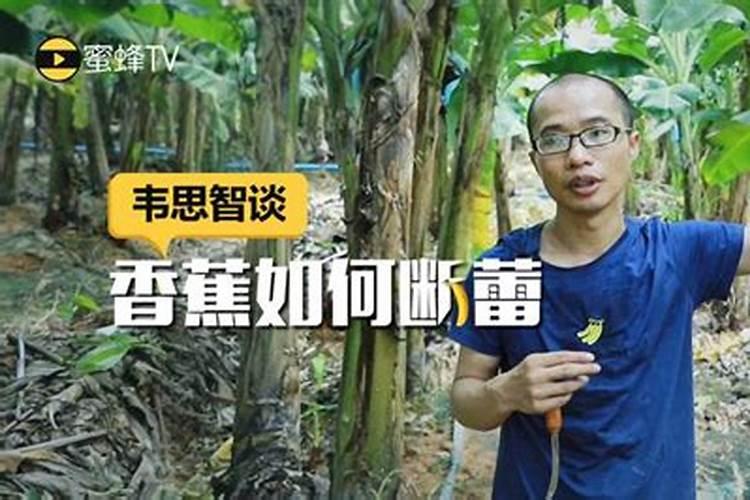香蕉种植,怎样才能做到不会断蕾