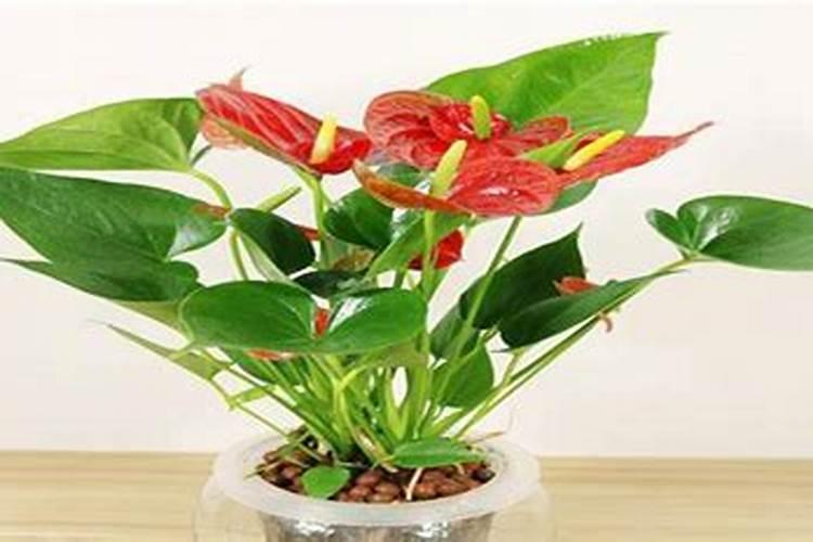 红掌正确的养护方法,如何避免养死