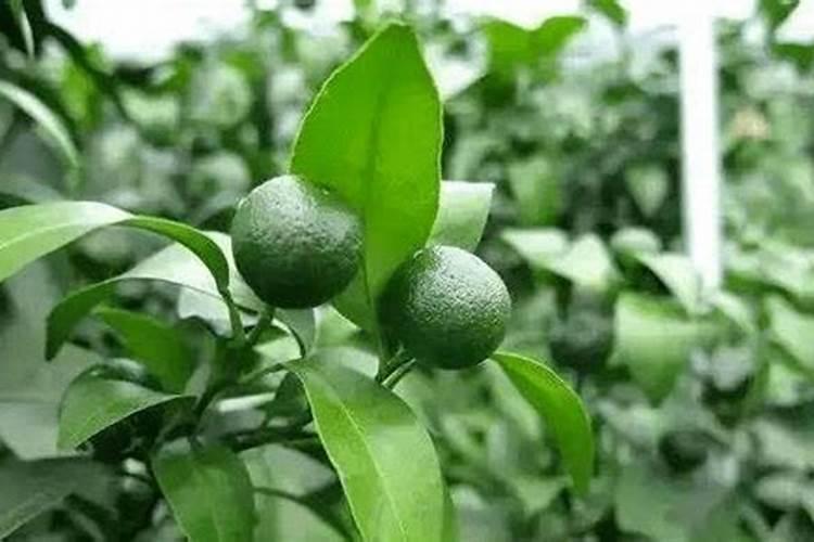 膨果期柑橘不长个是什么原因？柑橘幼苗施什么肥？