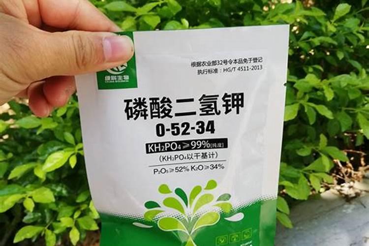 怎样对果树的叶面喷布磷素肥料？