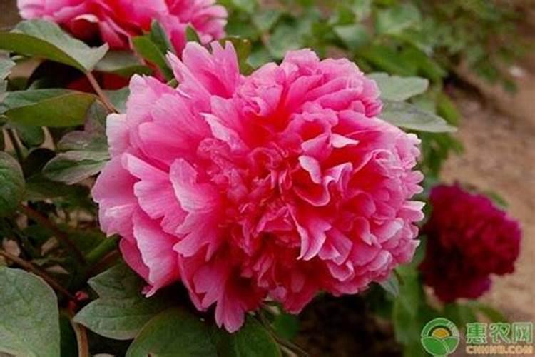 牡丹花用什么肥料好