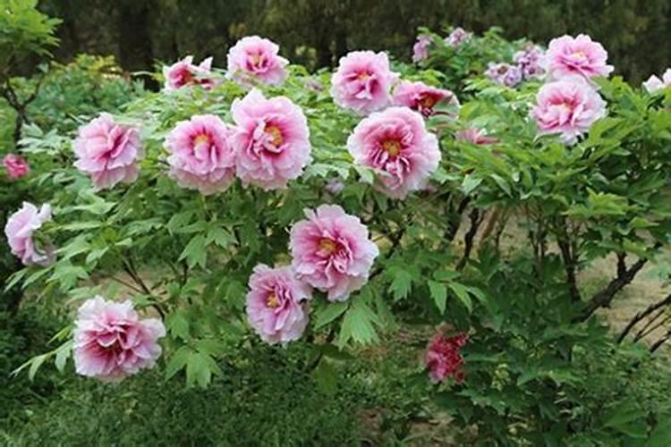 牡丹在种植过程中,都需要用到哪种肥料？