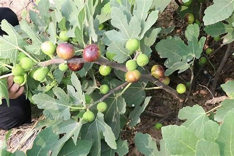 无花果树苗种植注意事项