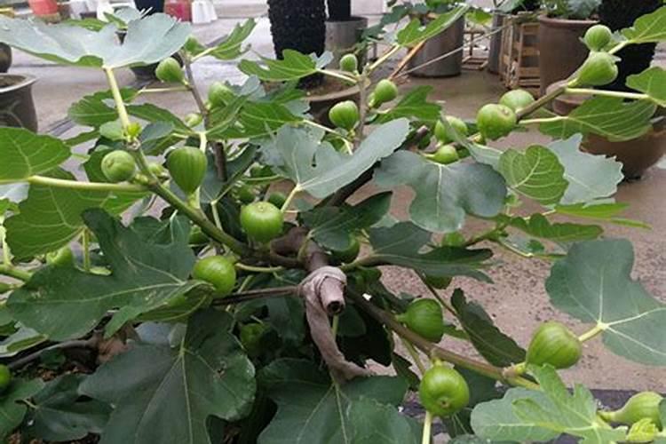 无花果幼果期如何下肥及管理植株要否摘心增产？