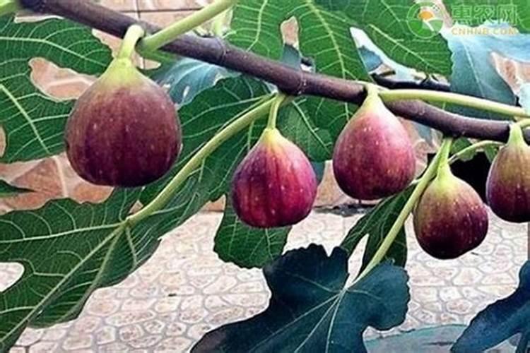 无花果树怎么种植方法