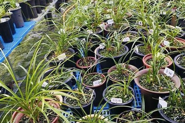 新栽兰花叶面可以喷水吗