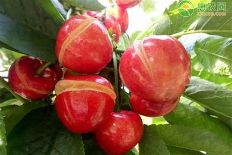 樱桃苗生长后期出现裂果的原因及处理