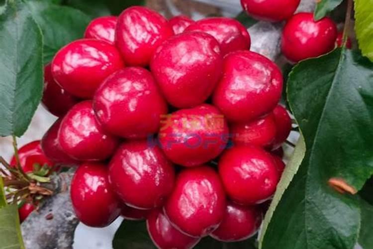 自己在家做肥料樱桃树用什么做好？